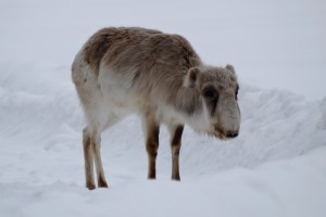 Экскурсия в парк Беремицкое